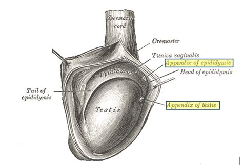 testicular torsion wikem